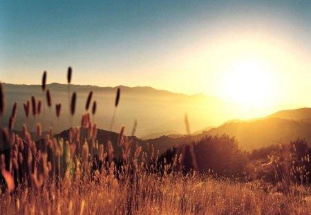 wheat field in the mountain - field, sunset, mountain, wheat