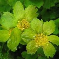 GREEN FLOWERS