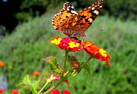 butterfly - summer, butterflies, beautiful, colors, flower, flowers, nature, awesome, red, macro