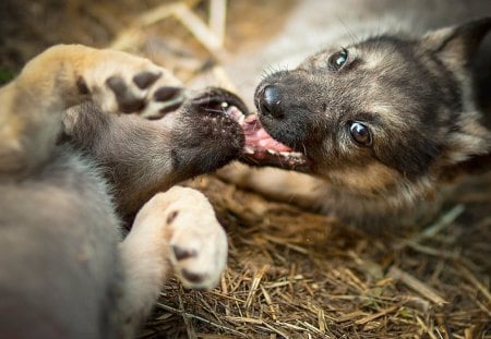 Dogs - playful dog, cute, beautiful, puppy, adorable, dogs, dog face, face, animals, pretty, beauty, bubbles, sweet, playful, puppies, pay, lovely, dog