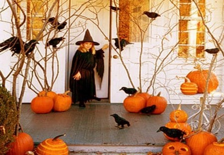 Halloween Decorations - halloween, black cat, witch, pumpkins, black bird, halloween decor, crows, halloween decorations