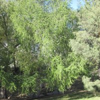 Green trees at the park