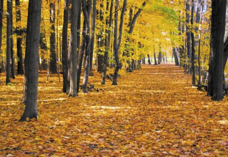 Beautiful Autumn - leafs, forests, trees, nature, beautiful, autumns, leaves