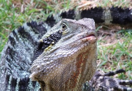 YOU TALKING TO ME? - claws, lizard, grass, eyes