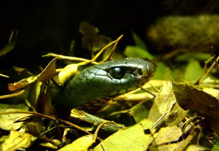 EYE SPY WITH MY LITTLE EYE! - black, eyes, snake, leaves