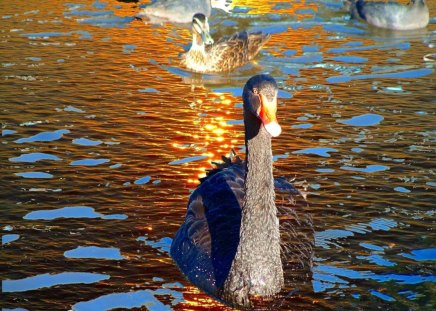 SWAN LAKE - water, swan, black, neck