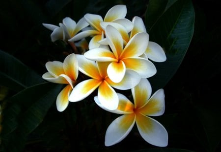 SO BEAUTIFUL - white, flowers, black, yellow