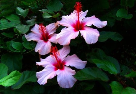 STUNNING! - green, flowers, pink, red