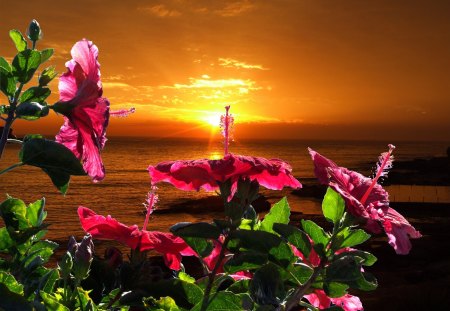 NATURE AT ITS BEST! - flowers, sunrise, water, green