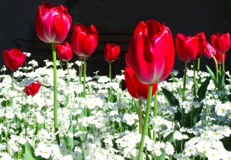 TULIPS - white, re, tulips, green