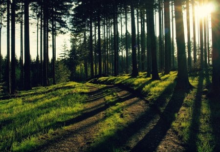 Beautiful Forest - nature, sky, trees, forest, beautiful, green, sunset