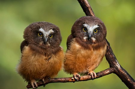 *** Two owls on a branch *** - dwie, ptaki, sowy, zwierzeta