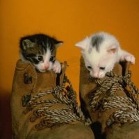 puss in boots