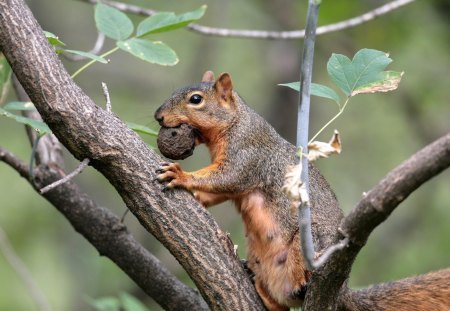 *** Squirrel on a tree *** - wiewiorka, drzewo, zwierzeta, lesne