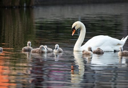 *** Family of swans *** - zwierzeta, rodzina, labedzi, ptaki