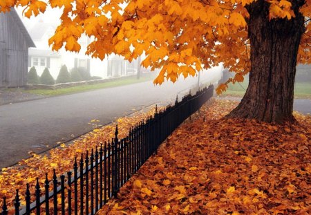 autumn walk - leaves, orange, road, fence