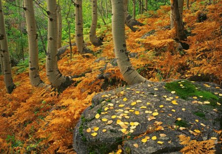 autumn - hill, forest, creepy, autumn