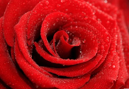 Red Rose macro