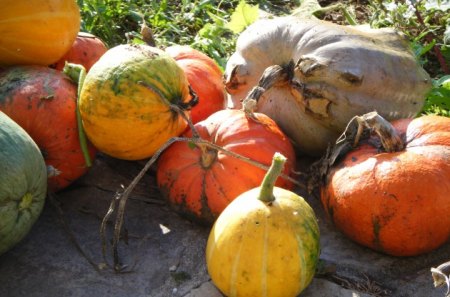 pumpkins - pumpkins, yellow, colours, orange, fruit