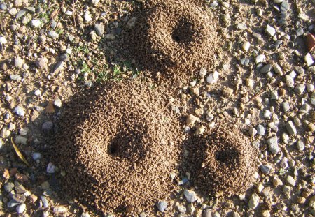 ants - house, ant, animals, autumn