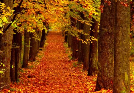 AUTUMN CARPET - leaves, path, forest, season