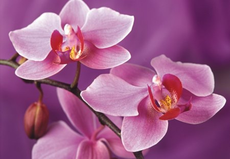 Pink flowers - delicate, pretty, pink, beautiful, flowers, harmony, orchids, nice, lovely