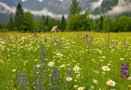 Natural beauty - pretty, lonely, cabin, grass, meadow, mountain, flowers, fresh, olorful, scent, cliffs, field, nice, cottage, house, greenery, trees, beautiful, fragrance, beauty, lovely, freshness, peaks, natural, nature, delight