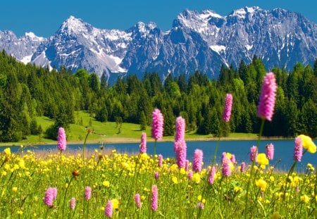 Mountain flowers - pretty, calm, grass, pink, mountain, flowers, fresh, shore, riverbank, scent, lake, nice, water, beautiful, fragrance, lovely, freshness, peaks, slopes, wildflowers, colorful, river, nature, green, delight, serenity