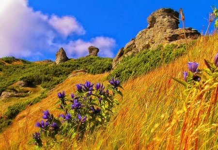 Grassy mountain slope - nice, sky, slope, rocks, pretty, yellow, clouds, grass, rocky, mountain, sujmmer, lovely, peaks, nature, floral, beautiful, delight, stones, flowers, grassy