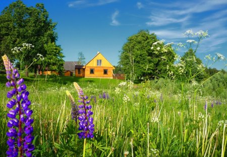 Summer in countryside - nice, cottage, sky, trees, peaceful, greenery, colorful, countryside, field, meadow, calm, pretty, clouds, green, house, grass, lovely, serenity, nature, blue, beautiful, flowers, cabin, lupine