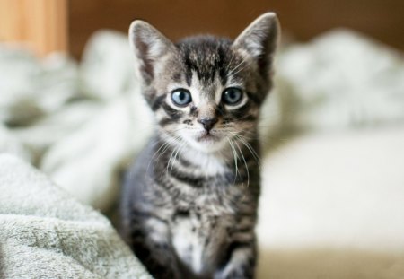 *** Sweet kitten *** - koty, slodki, zwierzeta, kotek