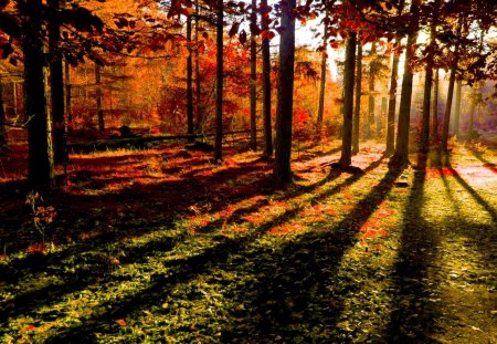 MYSTICAL FOREST - sunshine, autumn, forest, shadow