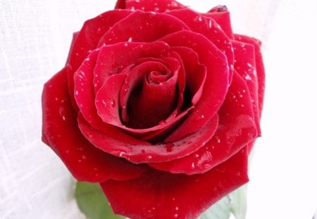 *** Red Rose ***