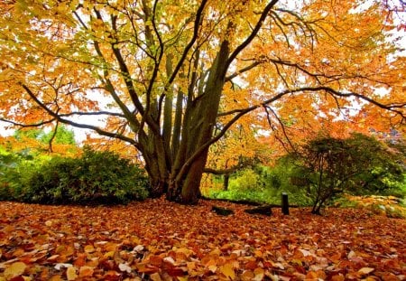 THE AUTUMN TREE - forest, season, tree, autumn