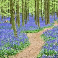 Bluebells Flowers Ashridge Forest, England