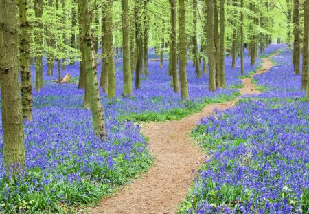 Bluebells Flowers Ashridge Forest, England - trees, bluebells, blue, brown, forest, daylight, leaves, flowers, england, path, nature, green, dirt, day