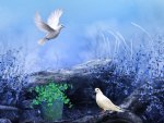 *** Doves of peace ***