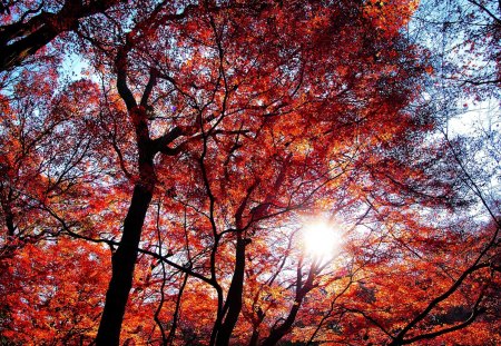 AUTUMN SKY - sky, forest, nature, autumn