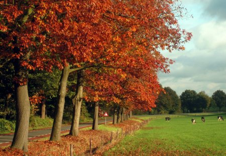 Fall - fields, sky, autumn, trees, leaf, nature, cows, fall, blue, clouds, leaves, green, grass