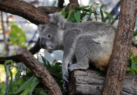 TREEHOUSE - marsupials, eucalyptus, zoo, koala, trees, australia