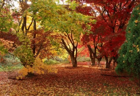 Sunlight - fall, winksworth, autumn, maples, leaves