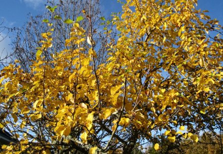 Yellow appletree - sky, autumn, blue, appletree, garden