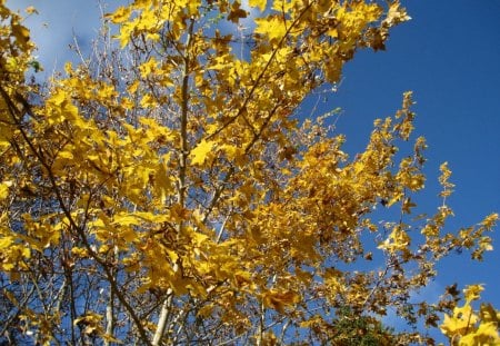 Field Maple - sky, autumn, maple, yellow, blue, tree, garden