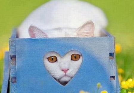 Peeking Through Your Heart - peeking, white, heart, blue, cats, box, animals