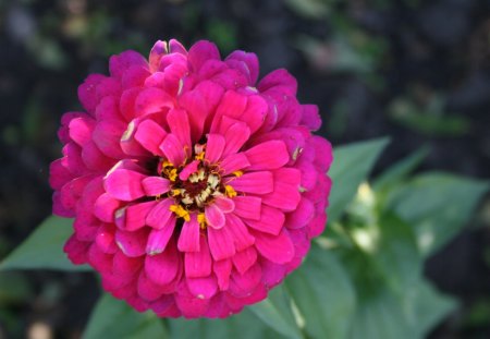 Flowers at Edmonton Garden 72 - flowers, nature, red, green, photography, dahlia