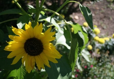 Flowers at Edmonton Garden 74