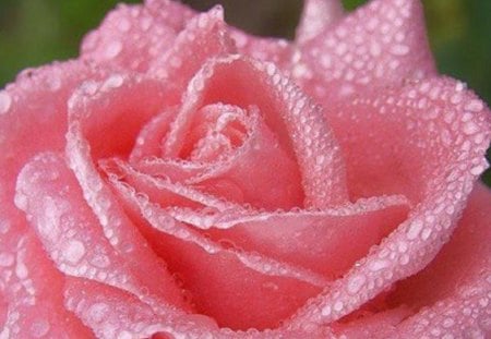 Dew-kissed Pink Rose - nature, pink, dew-kissed, rose, flower