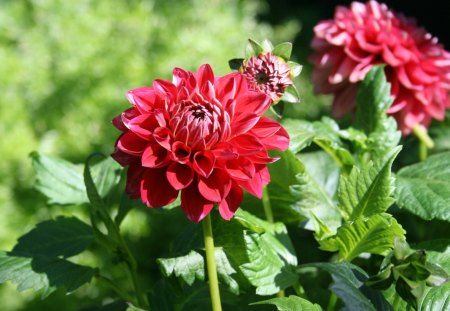 Flowers at Edmonton Garden 76 - red, flowers, dahlia, photography, nature, green