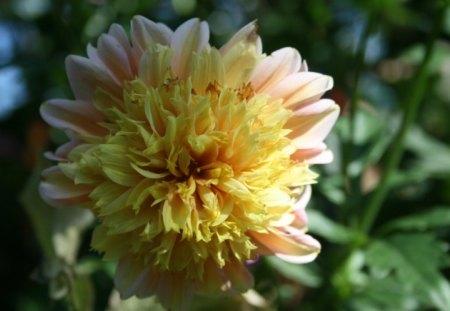 Flowers at Edmonton Garden 86 - nature, yellow, dahlia, pink, photography, green, flowers, garden