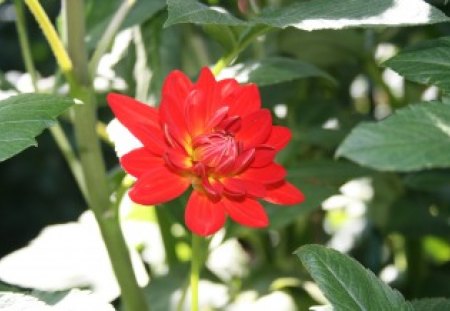 Flowers at Edmonton Garden 89 - nature, dahlia, red, photography, green, flowers, garden